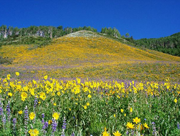 ski in and out crested butte 5 bedroom house for rent 